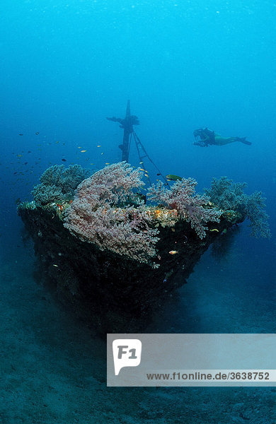 Scuba diver at the Halaveli wreck  Ari Atoll  Maldive Islands  Indian Ocean