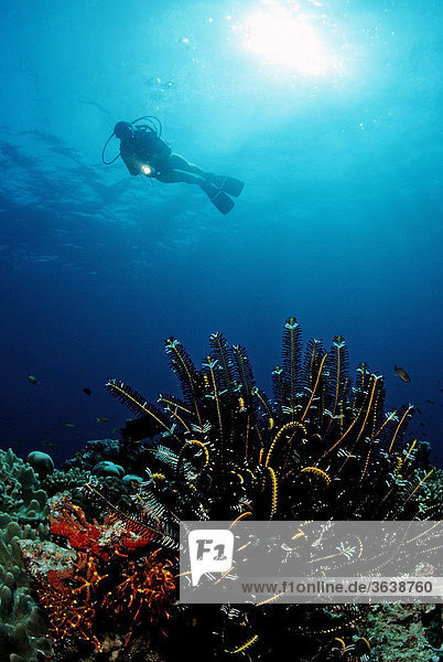 Scuba diver at a coral reef  Maldive Islands  Indian Ocean