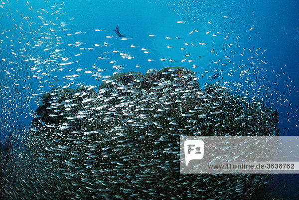 Glasfische (Parapriacanthus ransonneti)  Malediven  Indischer Ozean