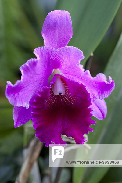 Orchidee (Cattleya windemere)