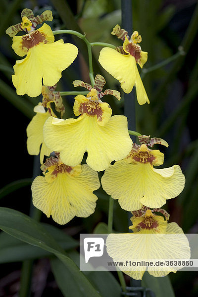 Blüten  Oncidium  Orchidee