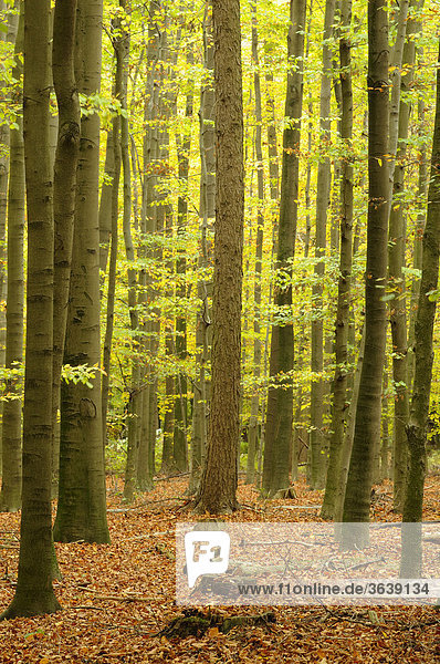 Buchenwald (Fagus sylvatica) im Herbst