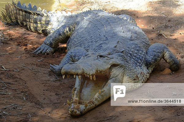 Leistenkrokodil (Crocodylus porosus)  Australien