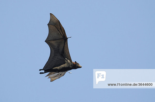 Graukopf-Flughund Pteropus poliocephalus , Australien