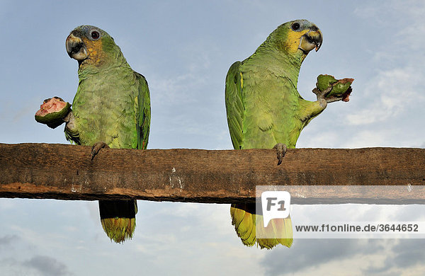 Zwei Papageien (Amazona aestiva) verzehren eine Guave (Psidium guajava)  Mato Grosso  Brasilien  Südamerika