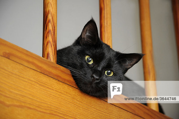 Schwarze Katze lugt durch Treppengeländer