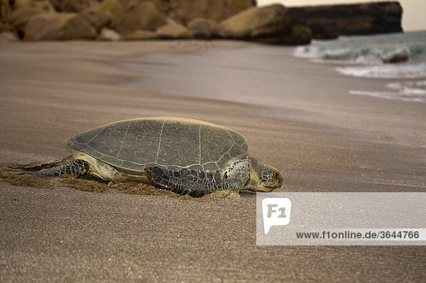 Suppenschildkröte (Chelonia mydas) auf dem Weg ins Meer  nach Eiablage  Ras al Jinz  Oman  Naher Osten