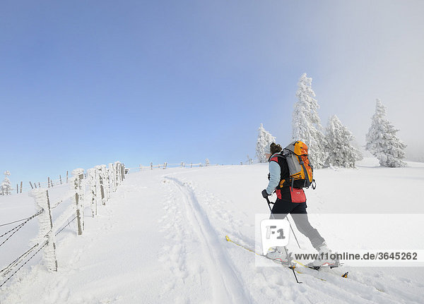 Ski hiker ascending  Mt. Unterberg  Lower Austria  Austria  Europe