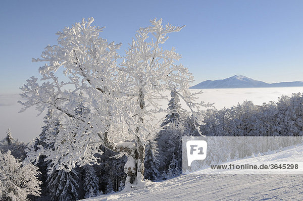 Verschneiter Baum  hinten der Schneeberg  Schitour Unterberg  Niederösterreich  Österreich  Europa
