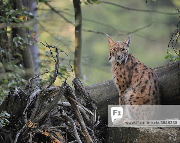 Luchs (Lynx lynx)  Nationalpark Bayrischer Wald  Bayern  Deutschland  Europa