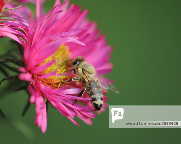 Sommeraster oder Gartenaster (Callistephus chinensis) mit Honigbiene (Apis mellifera)
