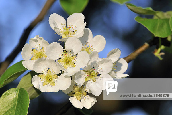 Blüten  Apfelbaum (Malus)