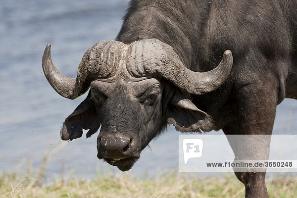 Afrikanischer Büffel (Syncerus caffer)  Chobe Nationalpark  Botsuana  Afrika