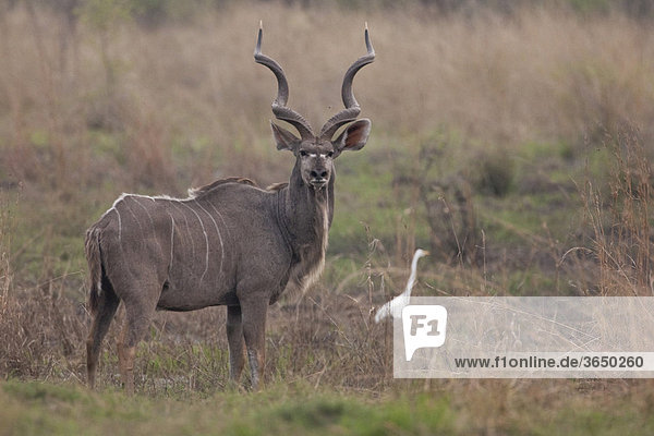 Großer Kudu (Tragelaphus strepsiceros)  Chobe Nationalpark  Botsuana  Afrika