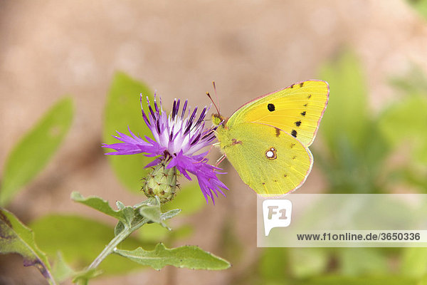 Dark Clouded Yellow Butterfly (Colias croceus)  Morocco  Africa
