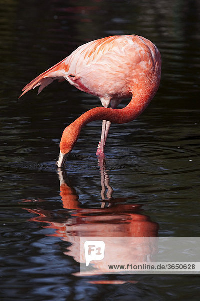 Flamingo (Phoenicopteriformes)