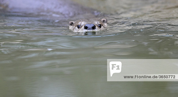 Europäischer Fischotter (Lutra lutra) schwimmt in See