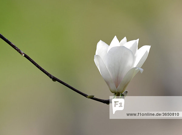 Yulan-Magnolie (Magnolia denudata Desr.)
