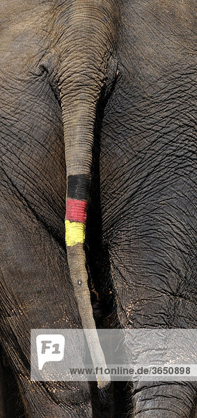 Asiatischer Elefant  auch Indischer Elefant (Elephas maximus)  Schwanz bemalt mit Deutschlandflagge  während FIFA WM 2010