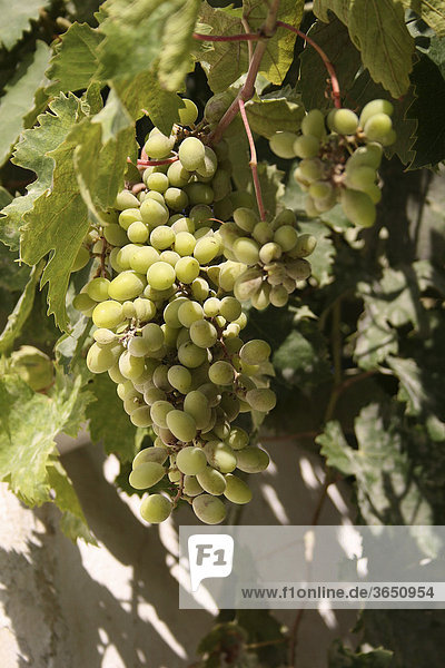 Weintrauben  Weinrebe (Vitis vinifera)  Lastos Hochebene  Insel Karpathos  Ägäische Inseln  Ägäis  Dodekanes  Griechenland  Europa