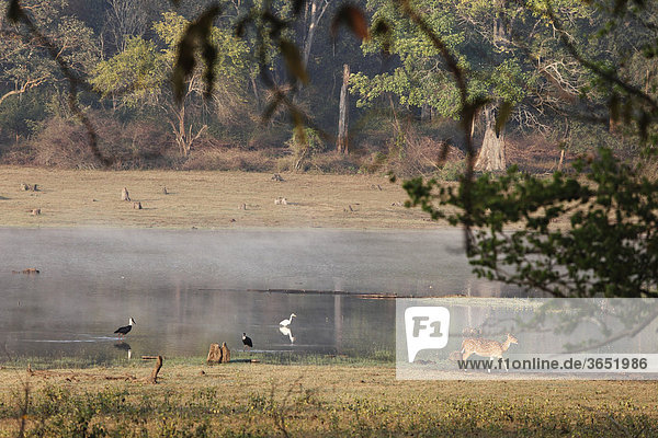 Kabini Reservoir mit Axishirsch  morgens  Rajiv Gandhi National Park  Nagarhole Nationalpark  Karnataka  Südindien  Indien  Südasien  Asien