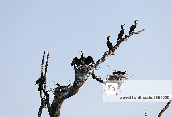 Kormorane (Phalacrocorax carbo) und Nester auf totem Ast  Rajiv Gandhi National Park  Nagarhole Nationalpark  Karnataka  Südindien  Indien  Südasien  Asien