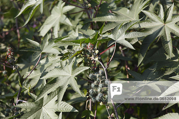 Rizinus  Wunderbaum (Ricinus communis)  Kerala  Indien  Asien