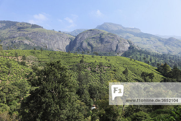 Teeplantagen im Bergland um Munnar  Idukki District  Western Ghats  Kerala  Südindien  Indien  Südasien  Asien