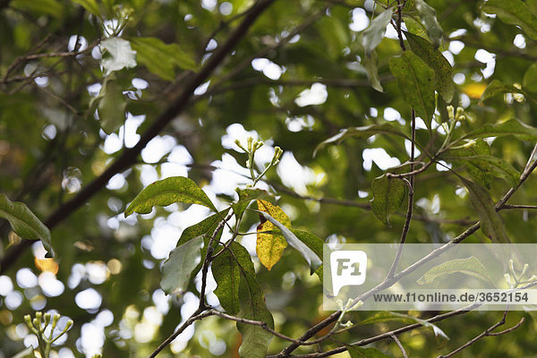 Nelken-Früchte an Gewürznelken-Baum (Syzygium aromaticum)  Kerala  Südindien  Indien  Südasien  Asien