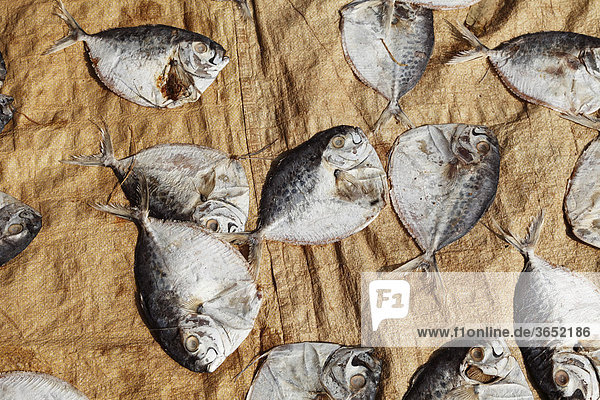 Fische zum Trocknen ausgelegt  Alleppey  Backwaters  Kerala  Südindien  Indien  Südasien  Asien