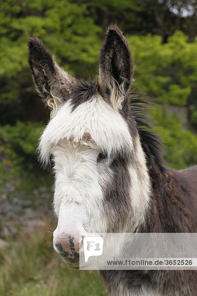 Esel (Equus asinus)  Porträt  Irland  Britische Inseln  Europa