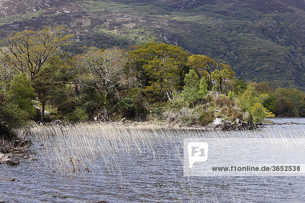Seeufer Muckross Lake im Frühling  Killarney Nationalpark  County Kerry  Irland  Britische Inseln  Europa
