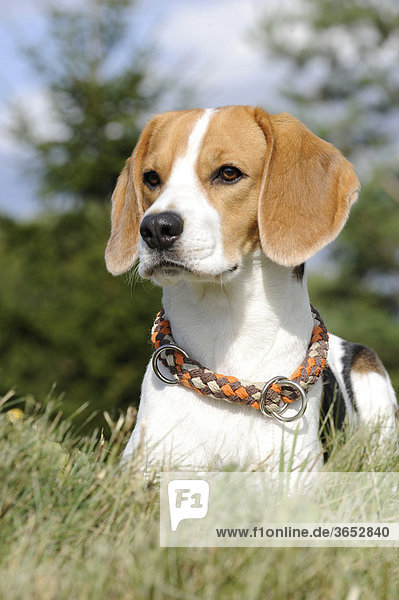 Beagle-Hündin  Portrait