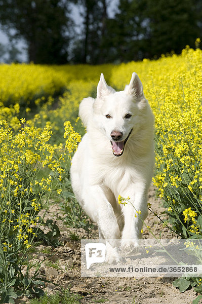 Weißer Schäferhund im Rapsfeld