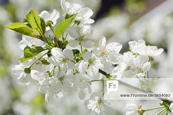 Kirschblüten (Prunus avium)  Deutschland