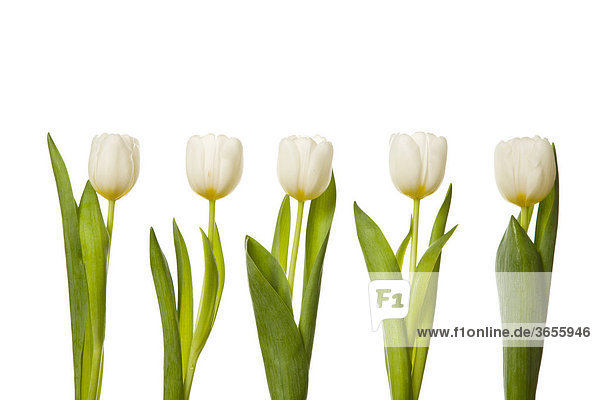 Weiße Tulpen in einer Reihe