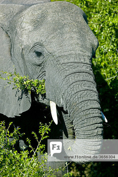 Afrikanischer Elefant (Loxodonta africana)  Okavango Delta  Botsuana  Afrika