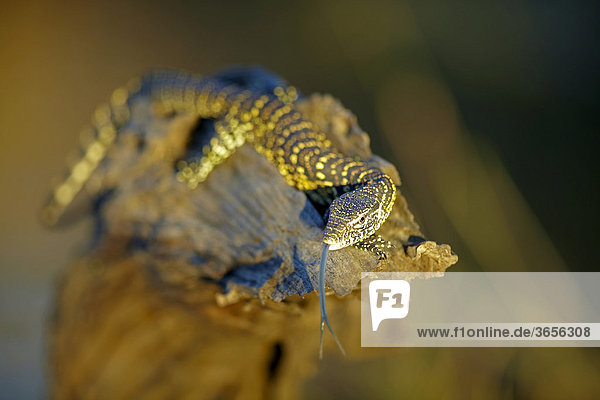 Waran (Varanus)  Sambesi  Sambia  Afrika