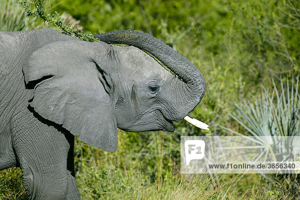 Afrikanischer Elefant (Loxodonta africana)  Okavango Delta  Botsuana  Afrika