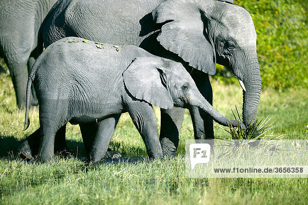 Afrikanischer Elefant (Loxodonta africana) mit Jungtier  Okavango Delta  Botsuana  Afrika