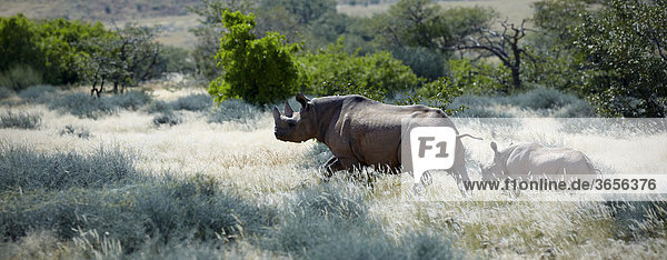Spitzmaulnashorn  Schwarzes Nashorn (Diceros bicornis)  mit Jungtier  Damaraland  Namibia  Afrika