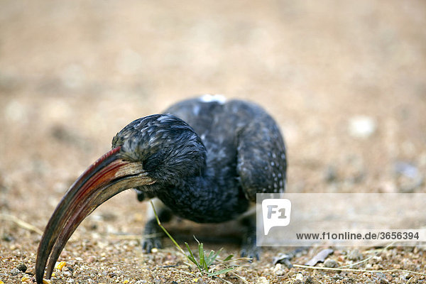 Rotschnabeltoko (Tockus erythrorhynchus)  Waterberg Plateau Park  Namibia  Afrika