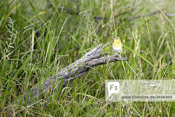 Dorfweber (Ploceus cucullatus)  Waterberg Plateau Park  Namibia  Afrika