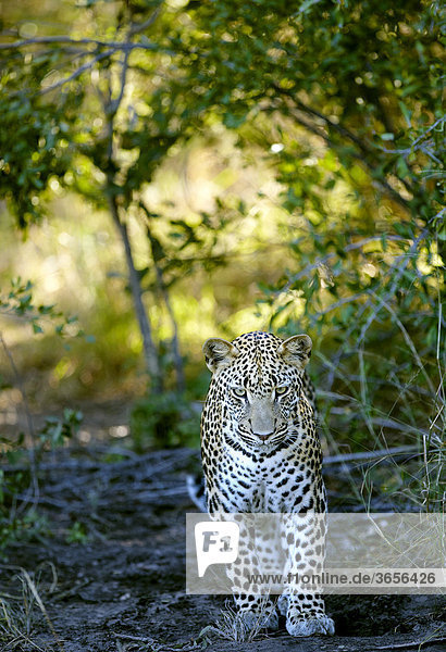 Leopard (Panthera pardus)  Okavango-Delta  Botsuana  Afrika