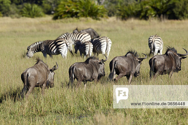 Streifengnus (Connochaetes taurinus)  Okavango-Delta  Botsuana  Afrika
