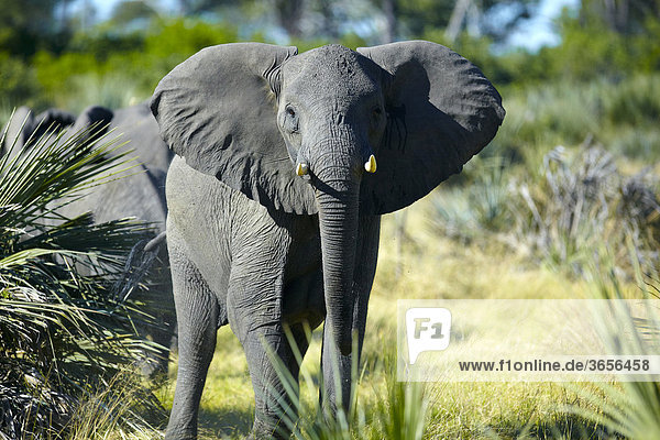 Afrikanischer Elefant (Loxodonta africana)  Okavango-Delta  Botsuana  Afrika