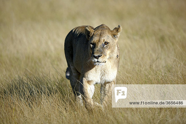 Löwe (Panthera leo)  Okavango-Delta  Botsuana  Afrika