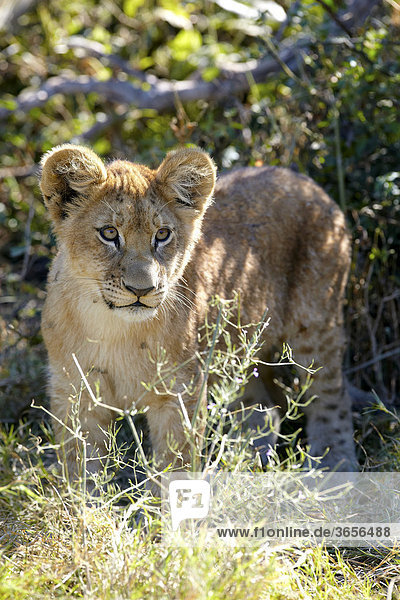 Löwe (Panthera leo)  Okavango-Delta  Botsuana  Afrika