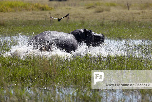 Flusspferd  Nilpferd  Großflusspferd (Hippopotamus amphibius)  Okavango-Delta  Botsuana  Afrika