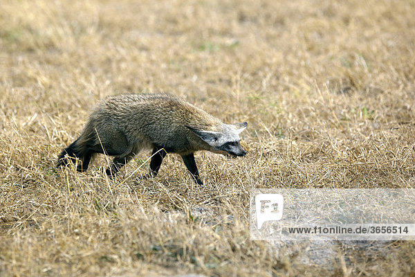 Löffelhund  Löffelfuchs (Otocyon megalotis)  Okavango-Delta  Botsuana  Afrika